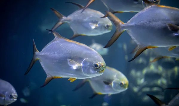Akvaryumda Pompano Balığı — Stok fotoğraf