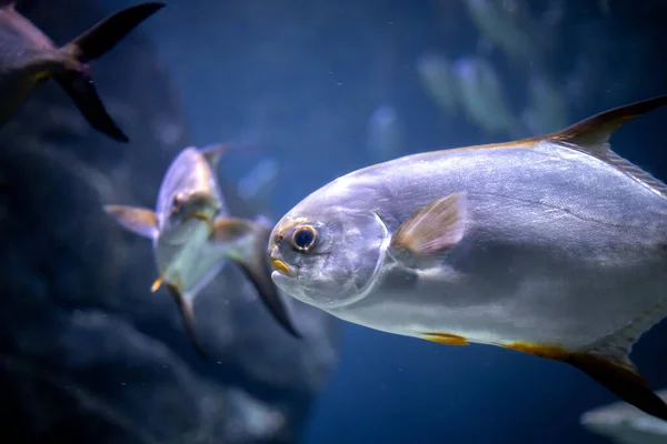 Akvaryumda Pompano Balığı — Stok fotoğraf