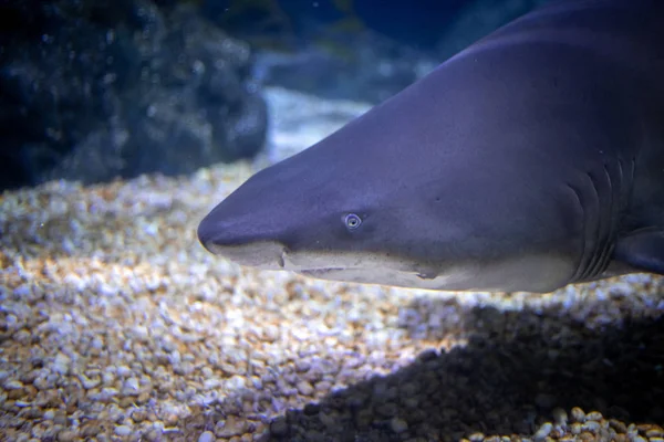 Extreme Closeup Blacktip Reef Shark Ocean — Stock Photo, Image