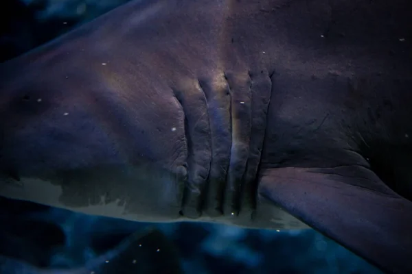 Extreme Close Gills Blacktip Reef Shark Ocean — Stock Photo, Image