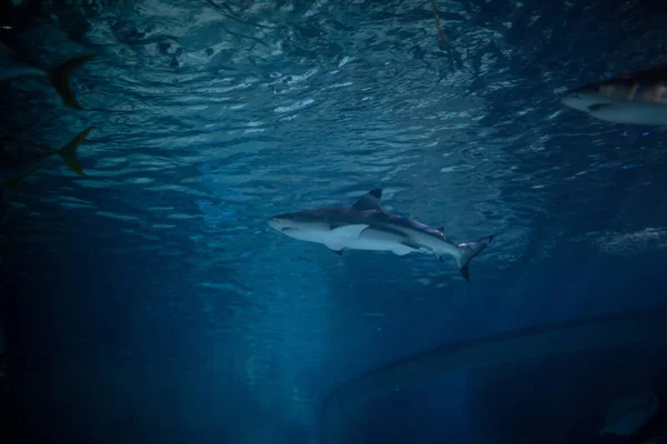 Blacktip Reef Shark Ocean — Stock Photo, Image