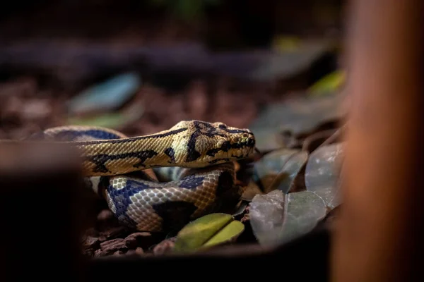 Tappeto Rosso Ipomelanico Jaguar Python Morelia Spilota Cheynei Buio — Foto Stock