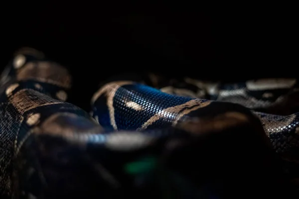 Κόκκινο Υπομελανιστικό Jaguar Carpet Python Morelia Spilota Cheynei Στο Σκοτάδι — Φωτογραφία Αρχείου