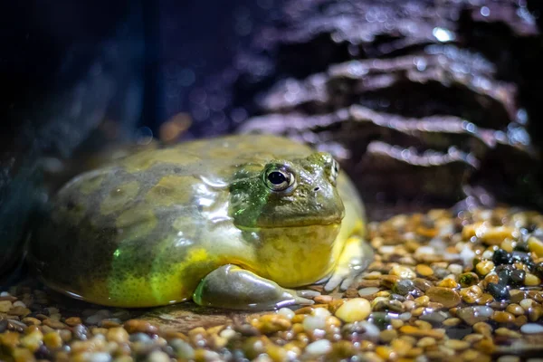 Γίγαντας Αφρικανικός Βάτραχος Pyxicephalus Adspersus Που Αναπαύεται Σκοτεινό Μέρος — Φωτογραφία Αρχείου