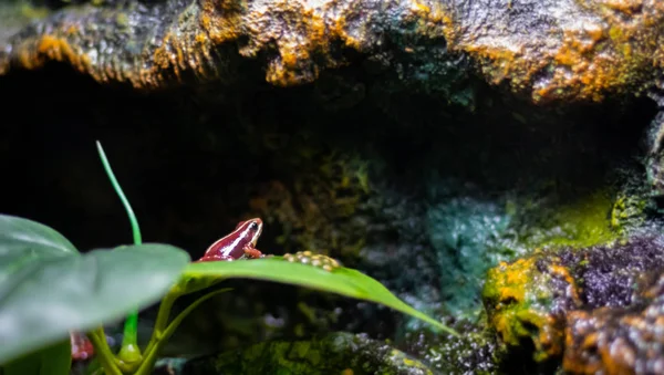 Лягушка из ядовитой стрелы, дендробатиды, крашеная лягушка (Дендробат) — стоковое фото