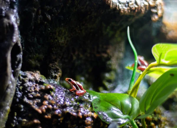 Jed šipka žába, Dendrobatidae, Barvení šipka žába (Dendrobates — Stock fotografie