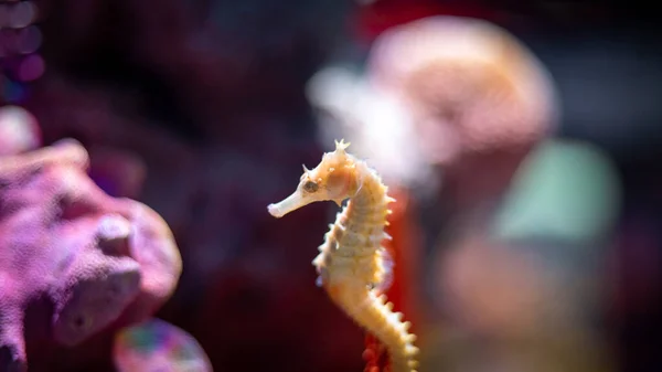 Closeup Half Spined Seahorse Hippocampus Semispinosus Swim Underwater — Stock Photo, Image