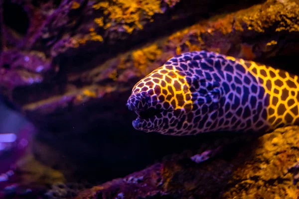 Enguia Moray Favo Mel Gymnothorax Favagineus Escondido Escuro — Fotografia de Stock