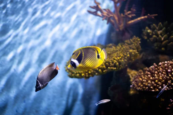 Raccoon Butterflyfish Also Known Crescent Masked Butterflyfish Lunule Butterflyfish Moon — Stock Photo, Image