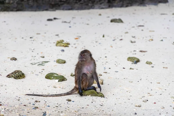 Macaque Apen Monkey Beach Phi Phi Eilanden Thailand — Stockfoto