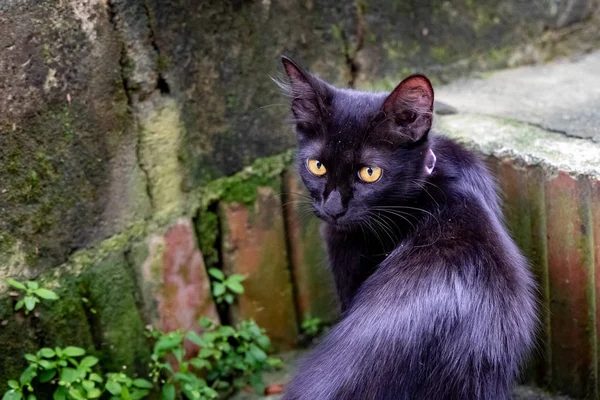 Gato Negro Con Ojos Amarillos Mirando Curiosamente Cámara — Foto de Stock