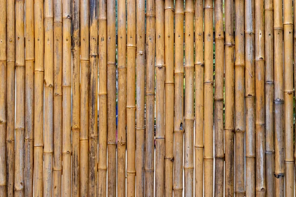 Bambupinne Bakgrund Eller Mönster Torkade Bambuväxter Som Används Som Staket — Stockfoto