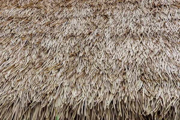 Thatched Tak Bakgrund Eller Mönster Torr Halmhö Eller Gräs Som — Stockfoto