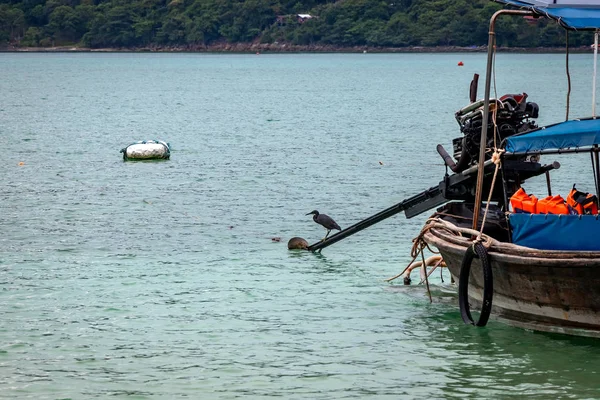 Czarny Żuraw Łowiący Ryby Plaży Wyspie Phi Phi Łańcuch Żywnościowy — Zdjęcie stockowe