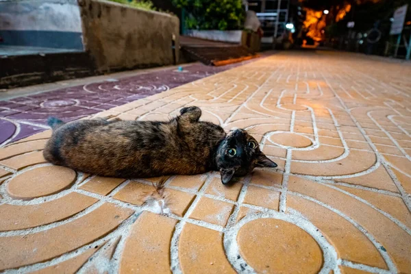 Domowy Kot Pieszczotliwie Patrzy Kamerę Pozuje Zdjęcia — Zdjęcie stockowe