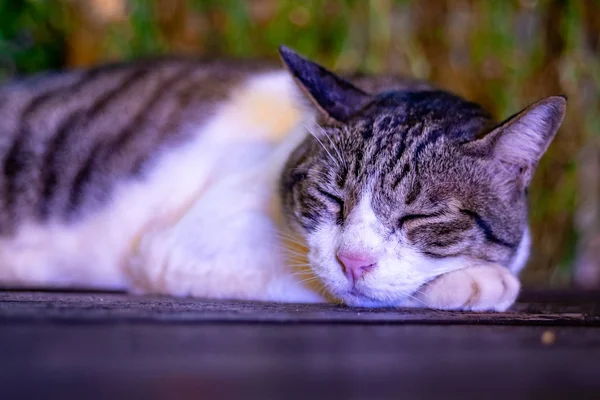 A sleepy pet cat sleeping on the floor