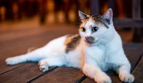 Domestic Pet Cat Cuiously Looking Camera Posing Photo — Stock Photo, Image