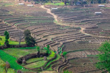 Nepal 'de hasat mevsiminden sonra teras pirinç çiftliği çorak..