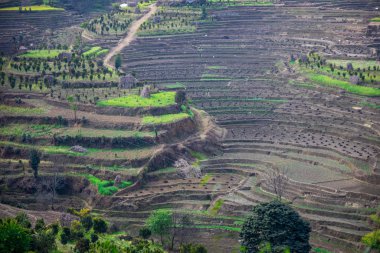Nepal 'de hasat mevsiminden sonra teras pirinç çiftliği çorak..
