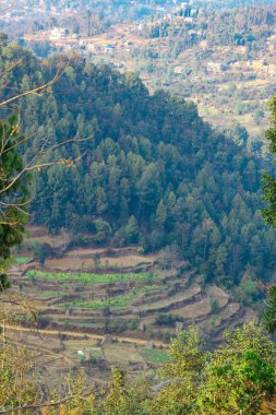 Nepal 'de hasat mevsiminden sonra teras pirinç çiftliği çorak..