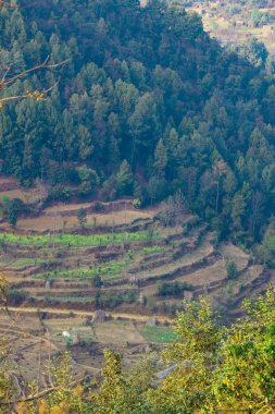 Nepal 'de hasat mevsiminden sonra teras pirinç çiftliği çorak..
