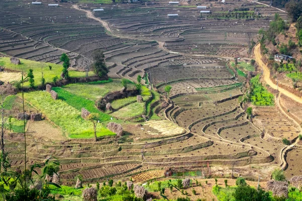 Terrace rice farm barren after harvest season in Nepal.