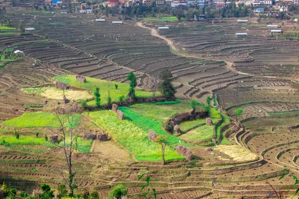 Terrace rice farm barren after harvest season in Nepal.