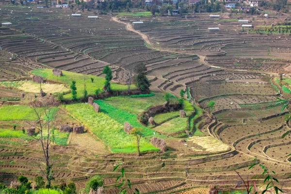 Terraço Fazenda Arroz Estéril Após Temporada Colheita Nepal — Fotografia de Stock