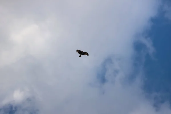 Silhouettierter Asiatischer Adler Fliegt Gegen Blauen Himmel — Stockfoto