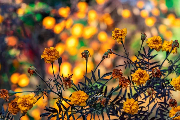 Marigold Květiny Zahradě Proti Rannímu Slunci — Stock fotografie