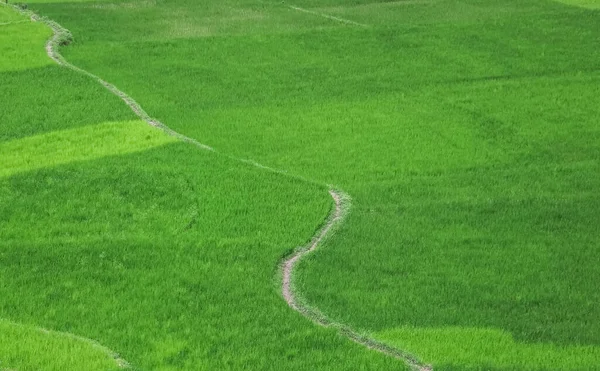 Fundo Verde Firld Cultivos Frescos Cultivados Campo Terrenos Agrícolas — Fotografia de Stock