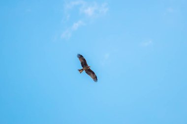 Yerli Benekli Kartal açık mavi gökyüzüne ve beyaz bulutlara doğru uçuyor.