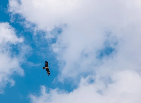 Indischer Seeadler Fliegt Gegen Den Klaren Blauen Himmel Und Die — Stockfoto