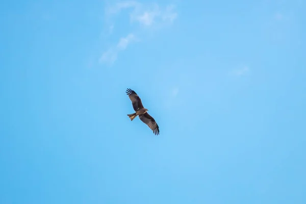 Indischer Seeadler Fliegt Gegen Den Klaren Blauen Himmel Und Die — Stockfoto
