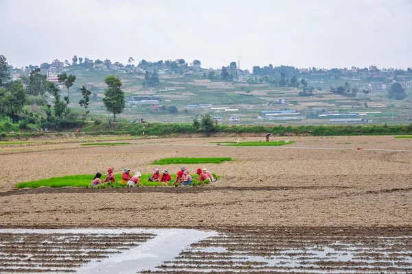 Kathmandu Nepal Junho 2019 Agricultoras Que Trabalham Campo Lavram Arrozal — Fotografia de Stock