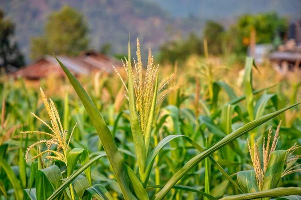 Green Gold Barley Wheat Field Hills — Stock Photo, Image