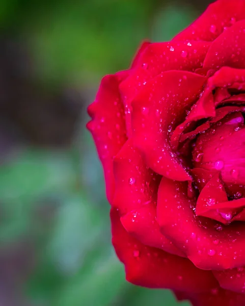 Водяні Краплі Красивій Червоній Троянді Крупним Планом Вибірковий Фокус — стокове фото