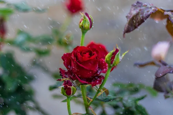 Une Belle Rose Rouge Dans Jardin Extérieur Pendant Gros Plan — Photo