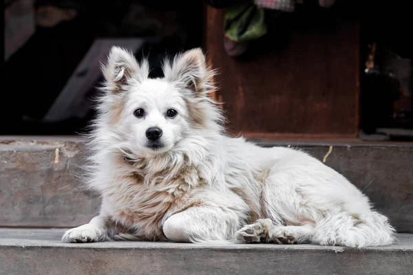 Nazik ve sevimli Japon Spitz 'i yakın plan. seçici odak