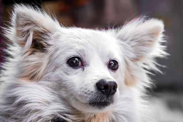 Atento Adorable Primer Plano Japonés Spitz Enfoque Selectivo — Foto de Stock