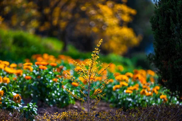 Field Marigold Closeup. Spring garden full of orange flowers. selective focus