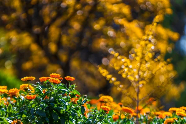 Campo Calendula Primo Piano Giardino Primaverile Pieno Fiori Arancio Focus — Foto Stock