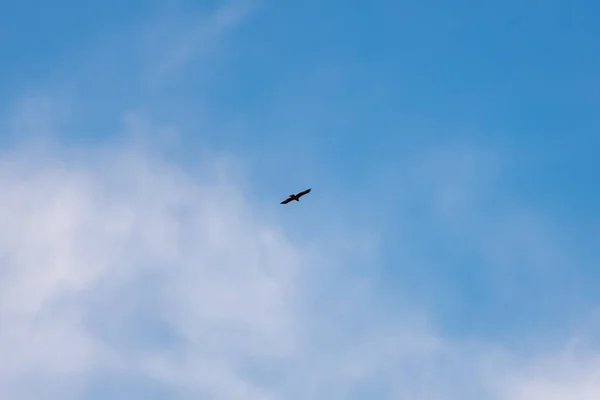 Schwarzmilan Fliegt Gegen Den Blauen Himmel — Stockfoto