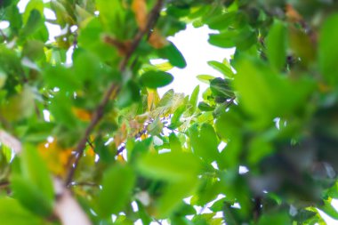 Ağacın dalından yeşil yapraklarla kaplı beyaz gökyüzüne bakıyorum. seçici odak