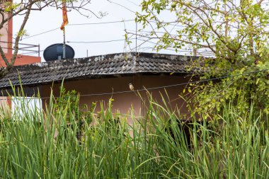 Gri Sırtlı Gri Ördek Açık Hava Kablosunda Oturuyor.