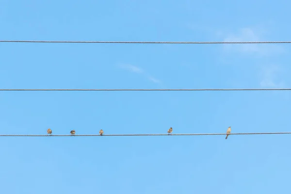 Sperling Sitzt Auf Draht Gegen Den Blauen Himmel Drei Vögel — Stockfoto