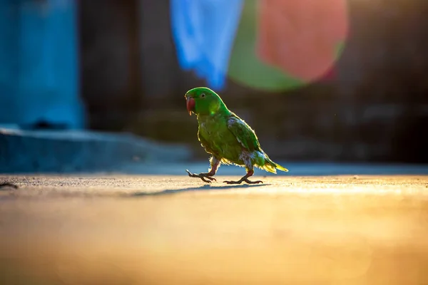 Rose Ringed Parakeet Pet Parrot Walking — Stock Photo, Image