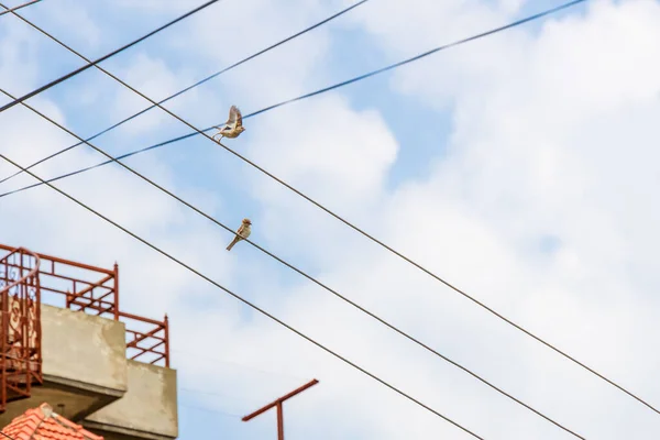 Pássaro Pardal Comum Salto Fio Pilão Elétrico — Fotografia de Stock