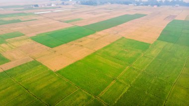 Nepal 'in düzlüklerindeki taze hasat edilmiş buğday tarlalarının havadan veya kuş bakışı görüntüsü