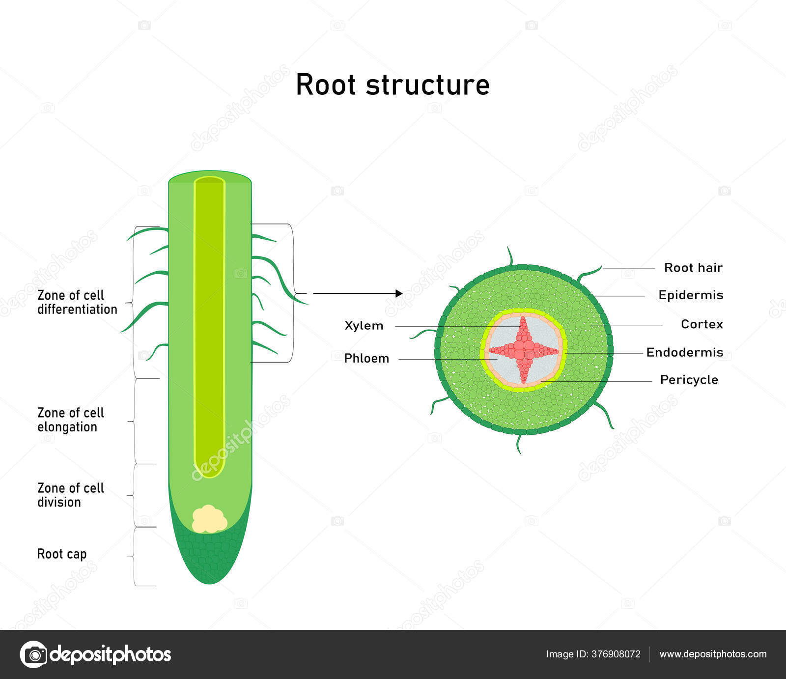Diagram Showing Root Structure Plant Anatomy Vector Illustration Stock 